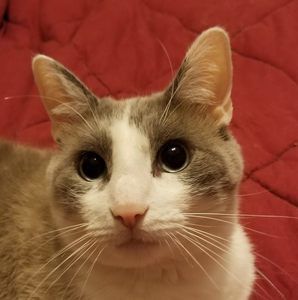 Meet your Posher, Robert